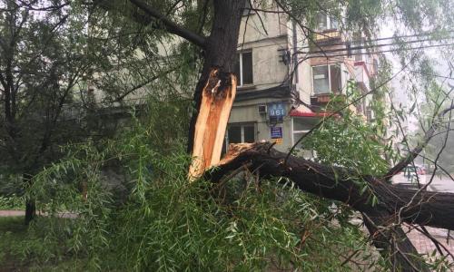 哈市香坊区一棵大树树干折断砸中校车 无人员伤亡